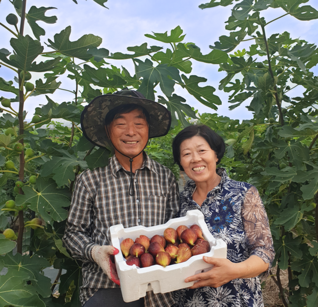 [GAP 인증] 무화과 홍무화과 청무화과 당일수확 1kg 농장직영, 무화과 말랭이 200g, 1개