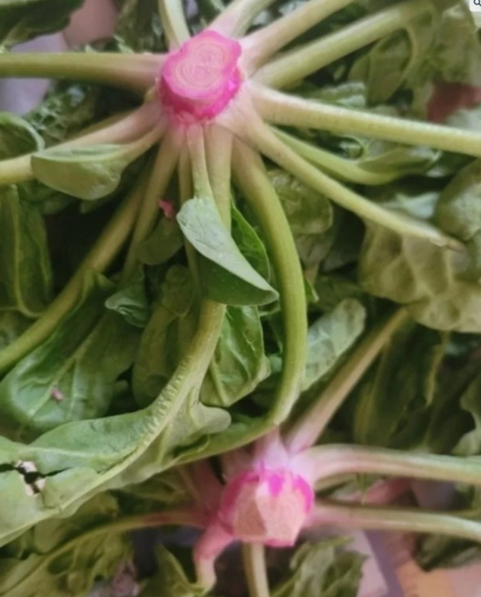 신안 비금도 섬초 고당도 명품 시금치 겨울노지 아이반찬 이유식, 1개, 2kg