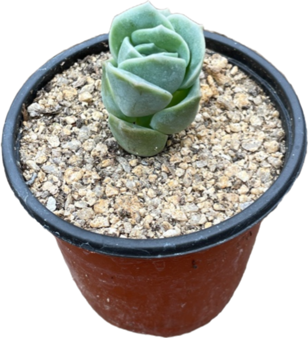 그린플랜트 다육식물 러블리로즈 1+1