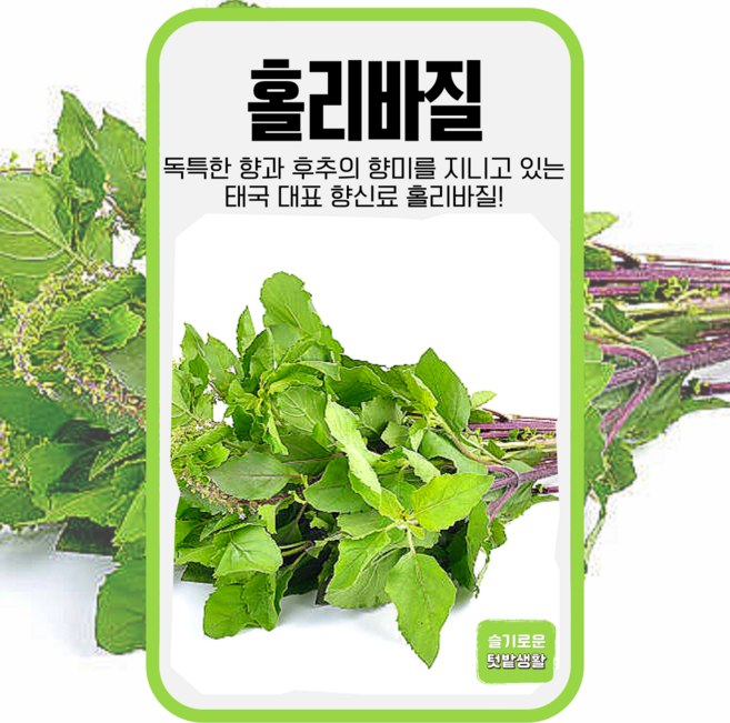 홀리바질 씨앗 100립 세계종묘 종자 모종 씨 작물 허브 향신료 태국 바질 툴시 동남아, 1개
