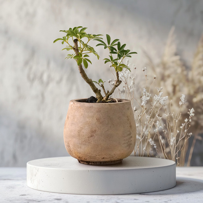 목대 홍콩야자 키우기 쉬운 실내 관엽식물 공기정화식물 인테리어 식물 나무, 자유수형 목대 토분 홍콩야자, 1개