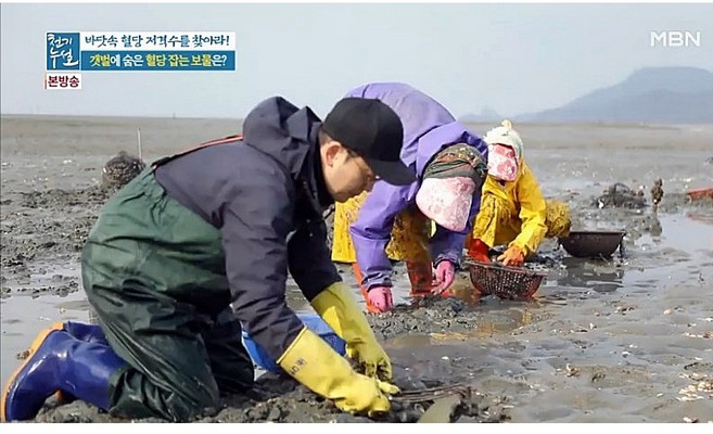 고창 동죽조개 바지락 모시 1kg 해감, 1개, kg, 선택1 동죽
