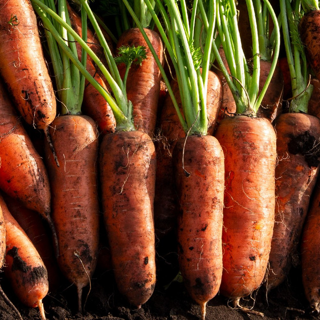 [오늘의채소] 못난이 쥬스용 흙당근 5kg, 1박스