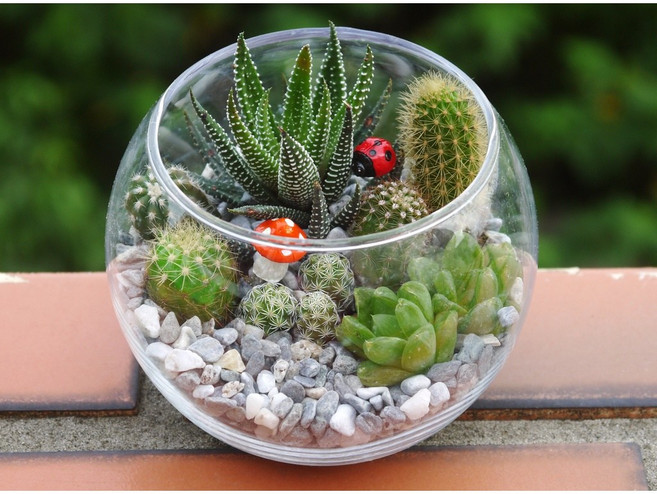 花樣渼栽盆栽生活館 玻璃造景盆栽 仙人掌多肉植物, 1個