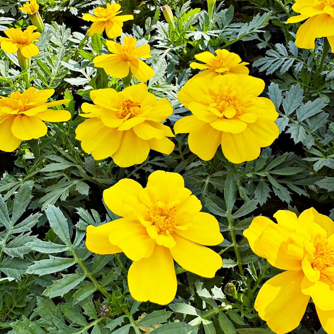플로어가든 메리골드모종 노랑 6개 메리골드꽃 꽃모종 화단 꽃 금잔화 모종, 1개