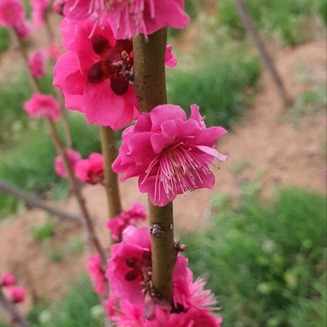 착한가격 나무생각 / 꽃매화(설중매) / 겹꽃 / 3년생 / 개화주, 1개