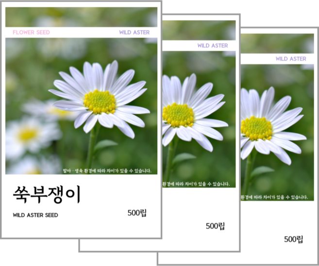 쑥부쟁이 씨앗 500립, 3개