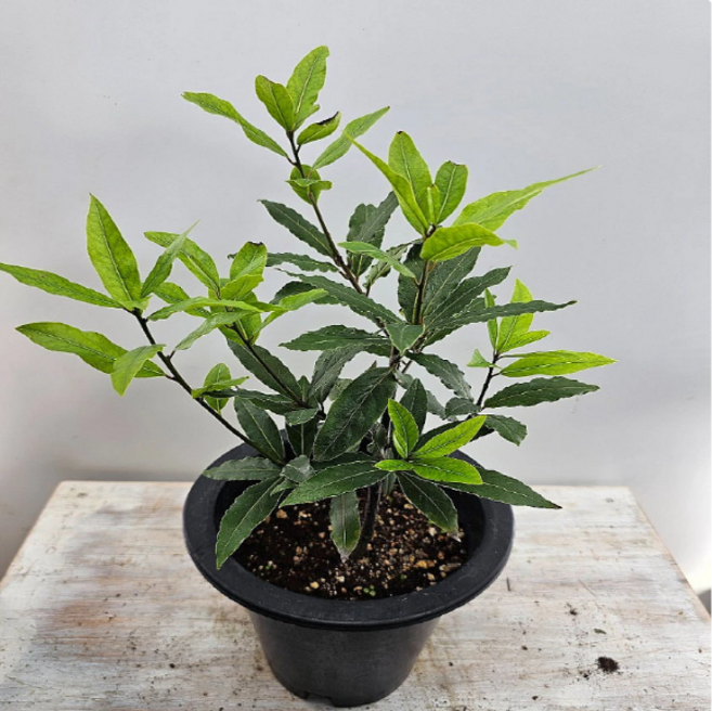 월계수(중품) 향신료 노폐물제거효과 높이 30~50cm, 1개