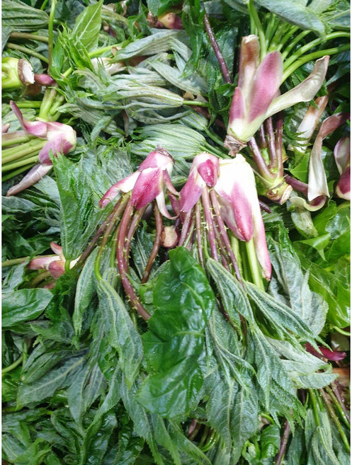 자연산 엄나무순 엉게 음나무순 개두릅, 1kg, 1개