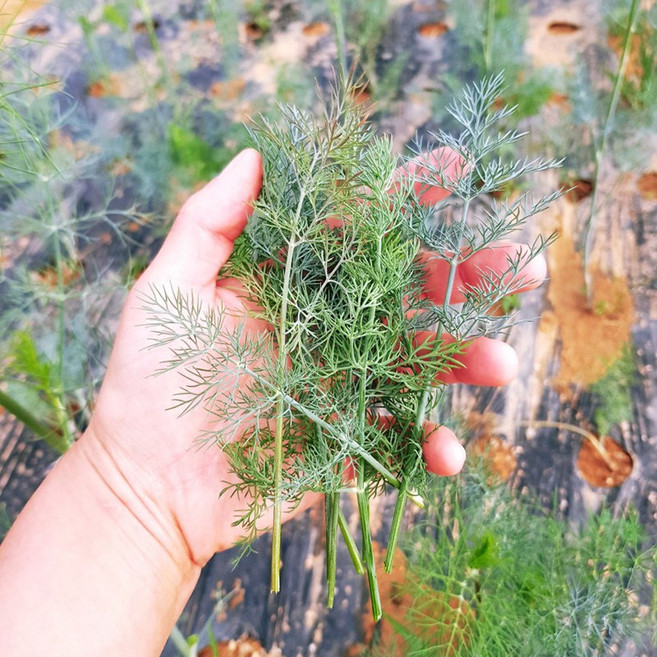 딜 허브 생잎 50g, 2개