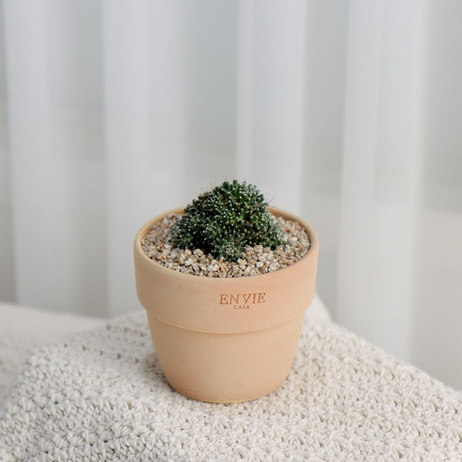 갑조네 다육이토분세트 예쁜 다육이식물 미니다육이 선인장, 32.슈퍼노바, 앙비(베이지/소)+받침(크림/미니), 1개