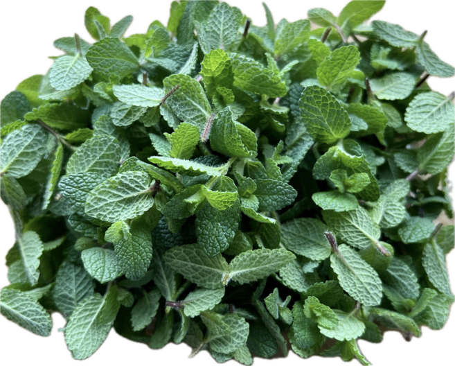 당일수확 유기농 애플민트 데코용 작은잎, 50g, 1개