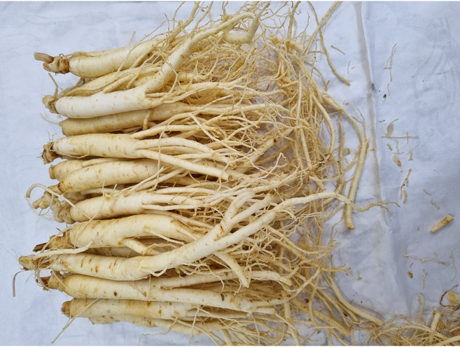 6년근 삼계탕1kg(50-80뿌리)/751g(21-40뿌리)/300g(10-24뿌리) 튀김갈비탕 백숙업소용 무료택배세척, 300g, 1세트