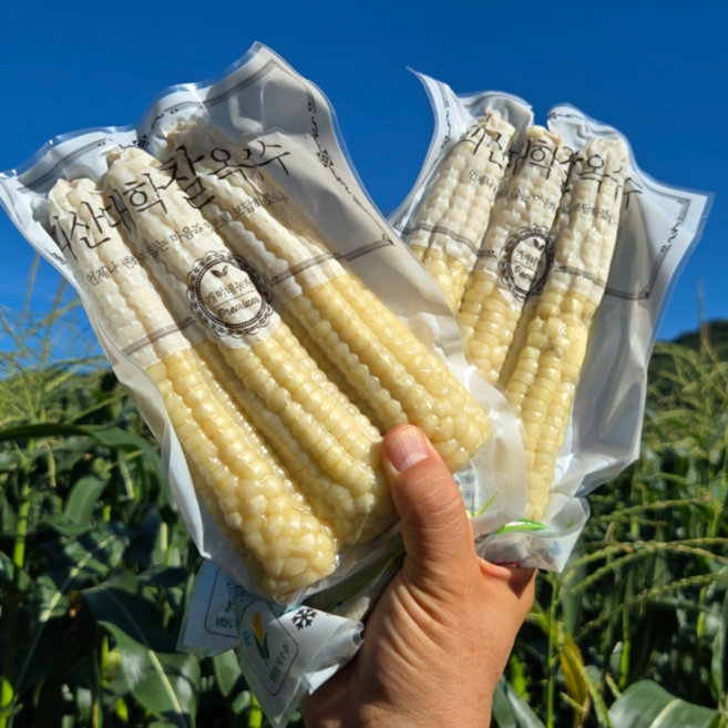 냉동 찐 대학찰옥수수 괴산 찰옥수수 찐찰옥수수 산지직송[원산지:충청북도 괴산군], 1박스, 찐냉동옥수수(못난이 12~13cm전후) 20개