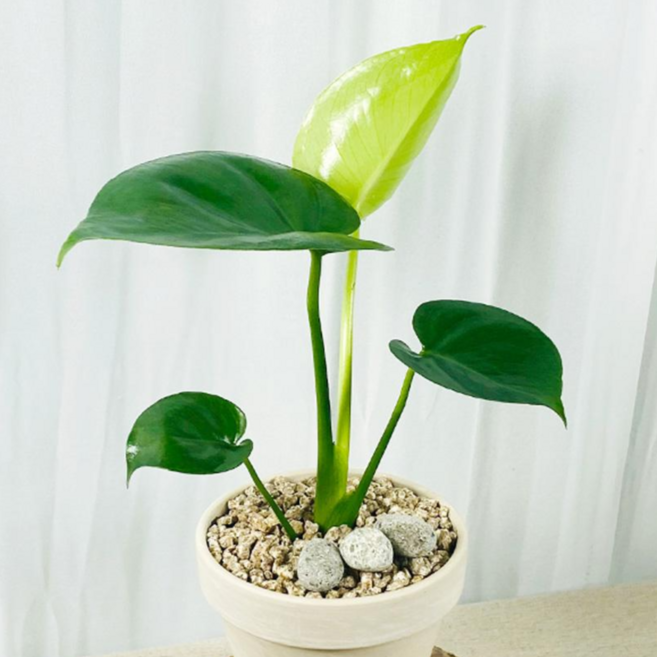 앙플랜트 플랜테리어 생화 몬스테라 실내 공기정화식물 소형, 1개