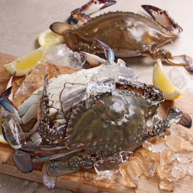 서해안 봄 제철 활 암꽃게 중 1kg(3~4미빙장얼음포장), 단품, 단품
