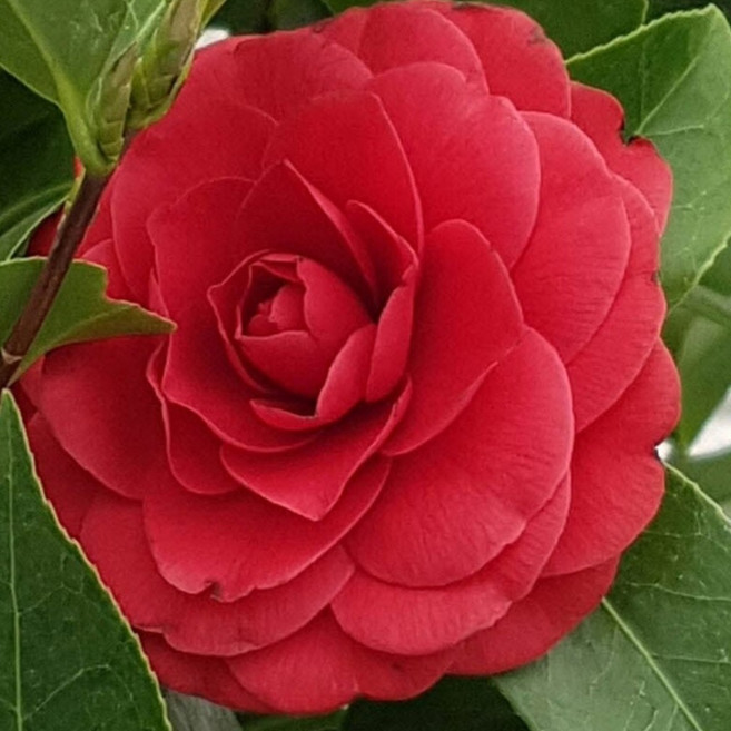 무배특가 월동식물 블랙로즈 동백나무 야생화 소품 15~25cm 49, 1개, 기본