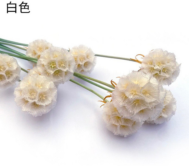 松蟲果 乾燥花材 拍照道具 居家裝飾, 白色(一支一球)