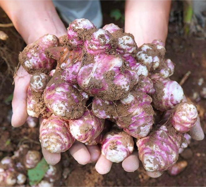 [초특가할인] 국내산 햇 생 돼지감자 자색 돼지감자 뚱딴지감자, 1박스, 자색 돼지감자 엑기스용 10kg (미니)