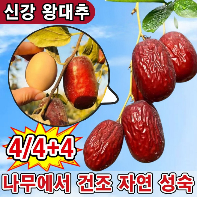 [자연 햇대추]중국산 대추 최상품 신강 건대추 더좋은 마른 대추 왕대추 껍질이 얇고 살이 두툼하며 핵이 작다, 4개, 500g