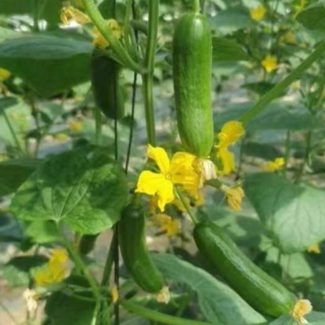 [당일 수확 빠른 배송] 아삭아삭 미니 오이 신선 건강 간식, 1개, 1kg