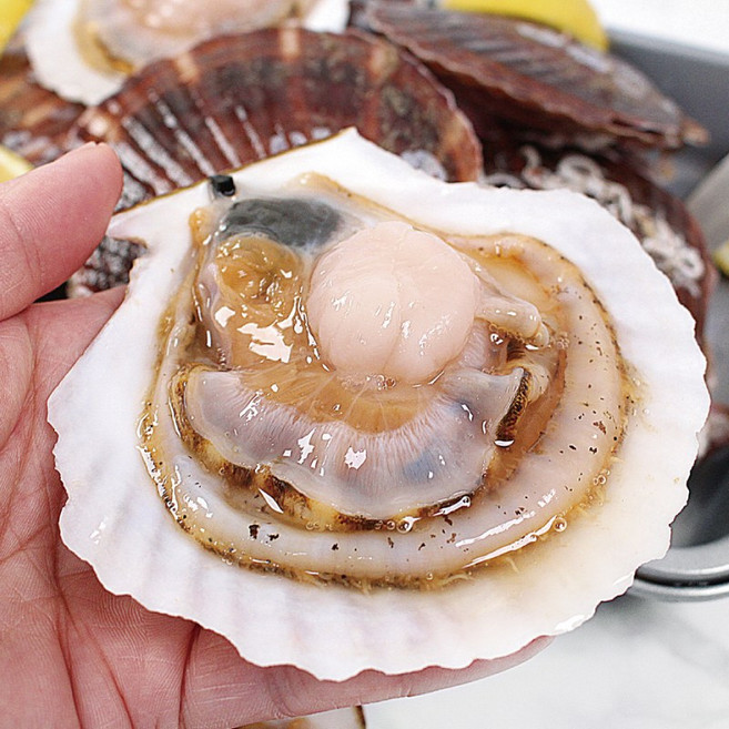 통수산 대왕 참가리비 큰 가리비 캠핑조개, 1개, 대왕참가리비 1kg 4-8미 내외