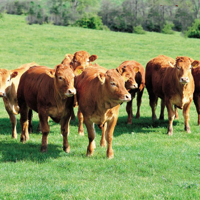 (배터짐) (이벤트 상품) 통 횡성 한우 소머리 반마리 9kg내외 (일요일&당일발송), 1개