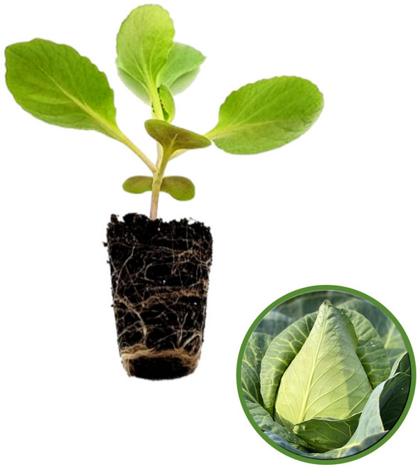 파머시카 꼬깔 양배추 모종 정품종자사용, 8개