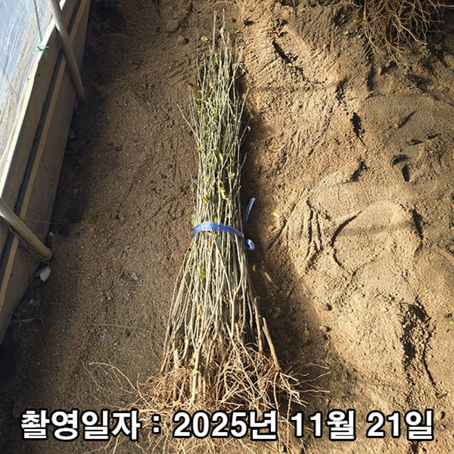 충주원예조경 / 무궁화(재래종) / 실생2년 / 1등묘, 1개, 무궁화