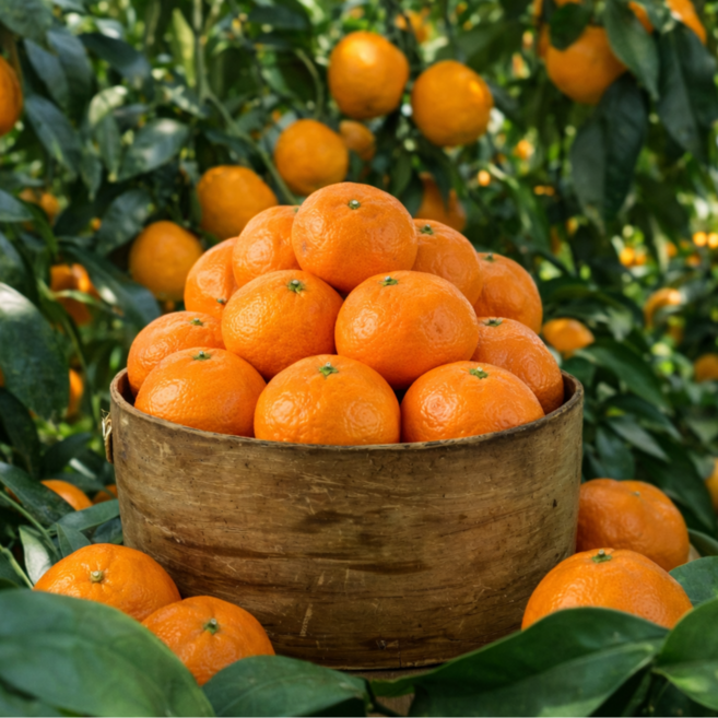 [선물추천] 정성으로 키운 프리미엄 카라향 3kg (당도 선별 / 제철), 1박스, 10kg(200g~350g)