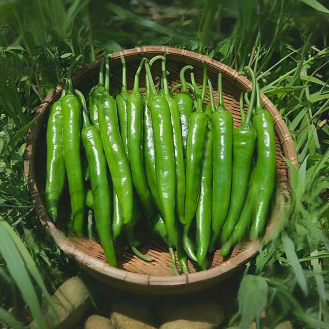 국내산 청양고추 땡초 매운고추 (상), 1박스, 3kg