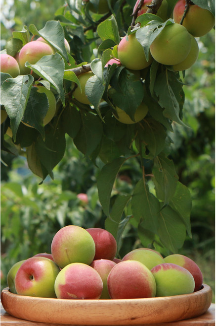 3년숙성 황매실청1000ml, 3개, 1000L