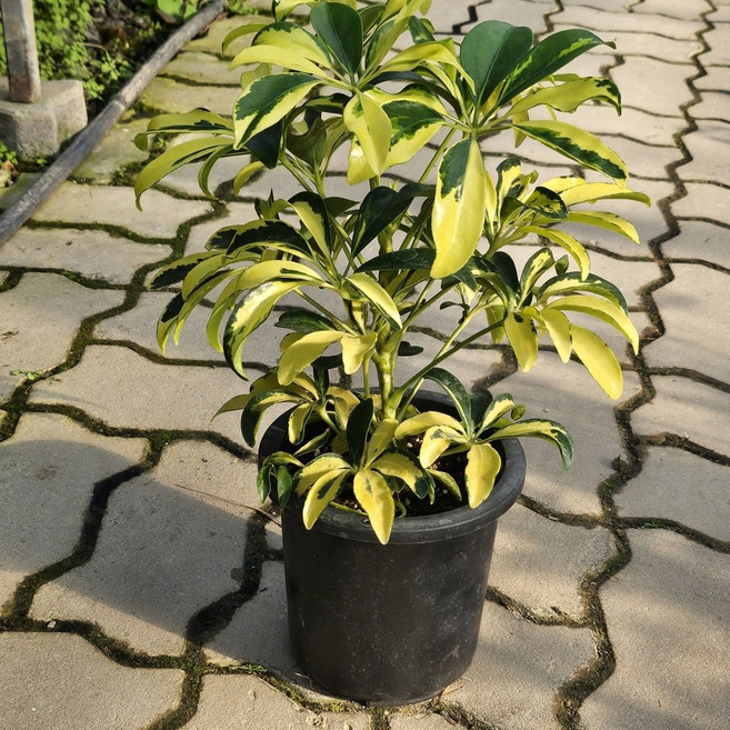 무늬홍콩야자 중품 쉐프렐라 꽃나무 포트화분, 무늬홍콩