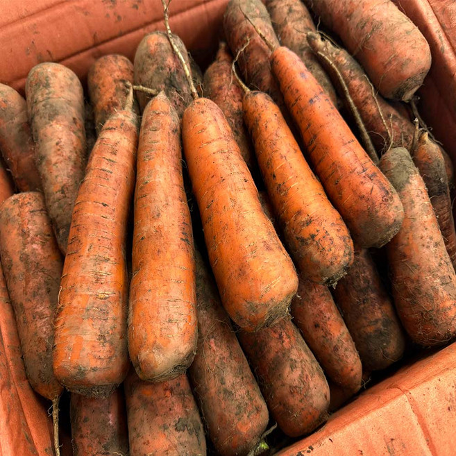 당일발송 제주 구좌 햇 흙 당근, 1개, 당근 3kg 상 사이즈