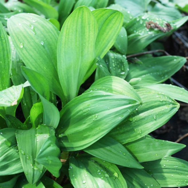 강원도 고랭지 생 명이나물 산마늘, 울릉종(잎만) 1kg, 1개