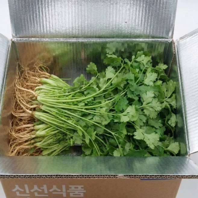 국내재배 쌀국수 월남쌈 마라탕용 신선 고수 흙재배 가정용 식자재용, 1박스, 150g