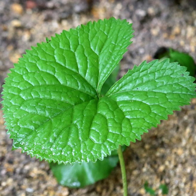 [한정특가] 농장직송 청정재배 국산100% 생 곰취나물, 1개, 200g
