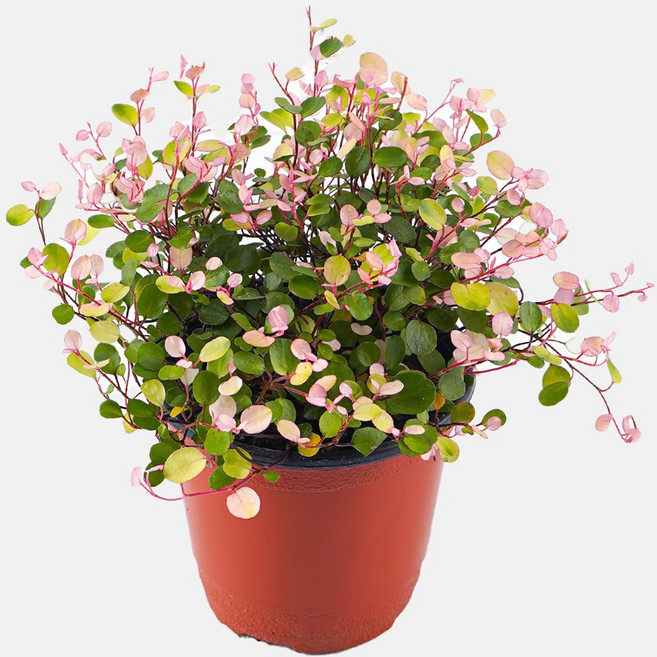 갑조네 핑크트리안 식물 화분 모종 핑크브리즈 희귀식물 수경재배식물