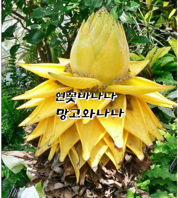 연꽃바나나모종, 1개