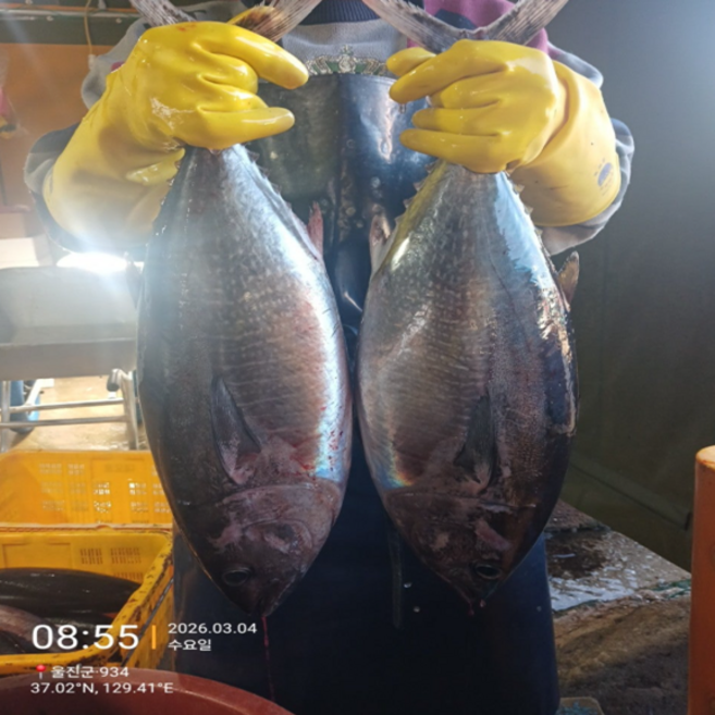 통참치 국내산 참다랑어 5kg급 한마리 참치회 통참치 손질 횟감, 1개, 5kg급 1마리