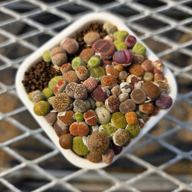 [한선원] 리톱스 뉴믹스곱배기 모듬 1포트 아프리카 다육식물 선인장 미니 희귀 실내 식물, 1개, 곱배기