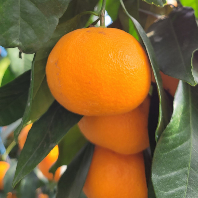 싱싱햇 제주카라향 제주도 귤 감귤 카라향, 소과, 1박스, 3kg(20-30과)