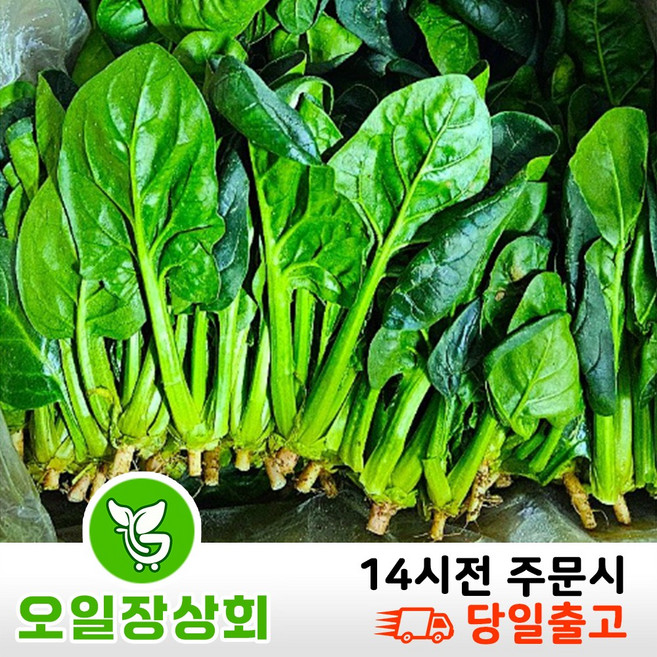 ( 오일장 상회 ) 국내산 시금치 1KG 2KG 3KG 4KG 내외, 1박스