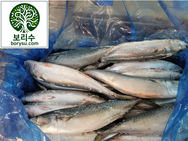 보리수 국내 냉동 고등어 11kg-12kg(28미 내외) 비손질, 1개
