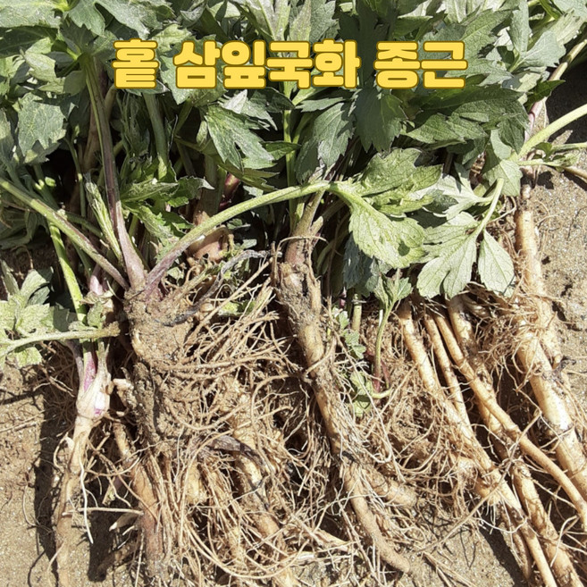 [뿌리농장] 홑 삼잎국화 모종 / 홑꽃 종근(나물용) 1촉, 10개