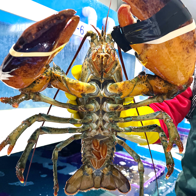 (살아서 도착하는)미자네농수산 캐나다 활 랍스타, 1개, 활 랍스터 500g