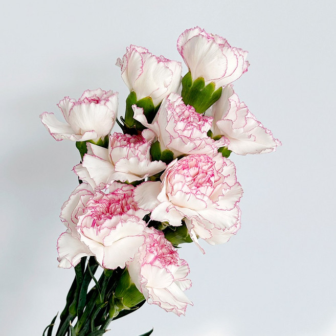 [플라워365마켓] 대륜 카네이션 화이트투톤 10송이 꽃배달 싼곳 도매 생화꽃 경매, 1개