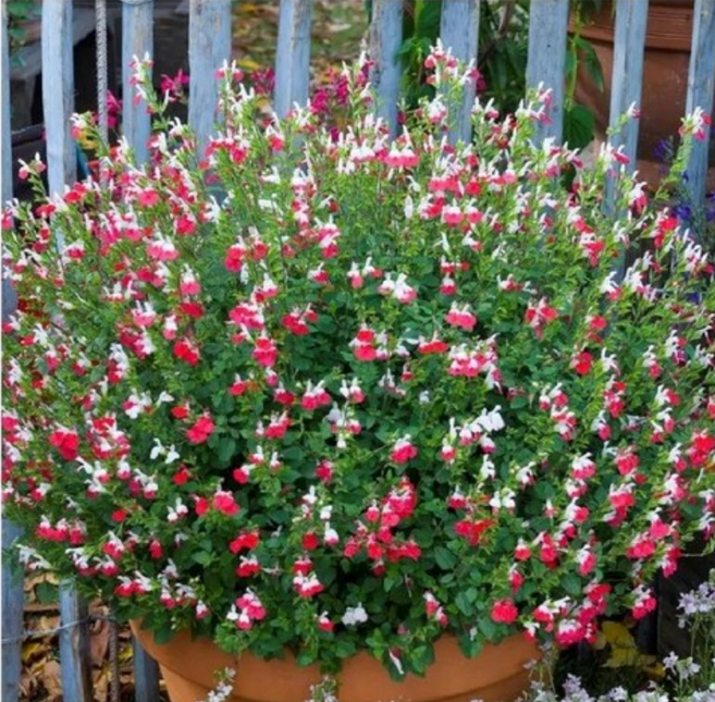 꽃심야생화 핫립세이지-허브 10cm화분묘 3개묶음 노지월동다년초, 1개