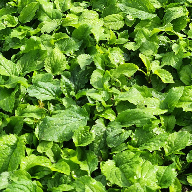 제주 취나물 국내산 산지직송 제철 신선나물, 1박스, 4kg