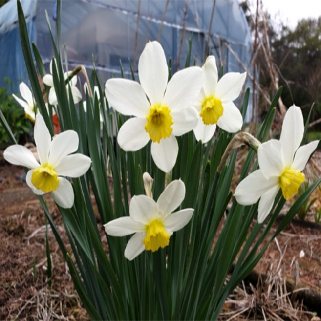 수선화구근 토종하얀꽃 10구 판매 / 평창게으른농부농장, 1개